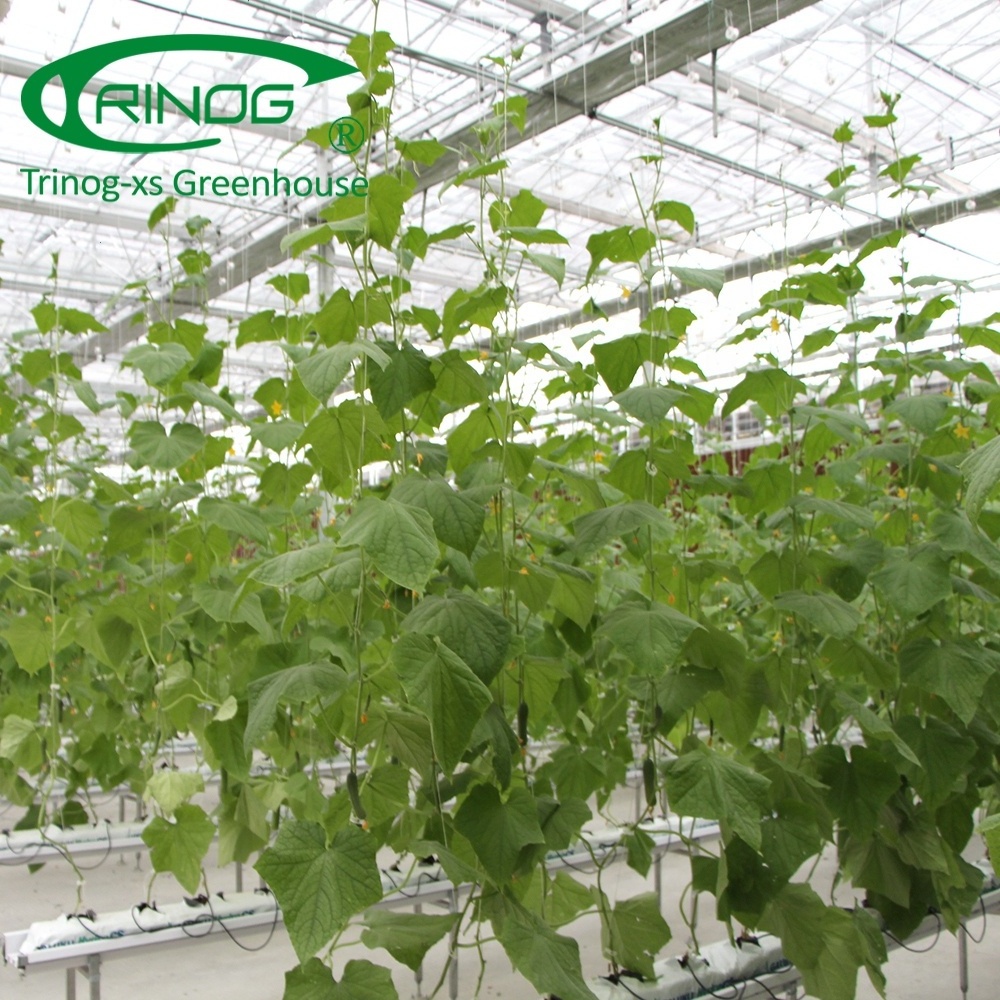 Trinog Greenhouse high tech trellis system Cantaloupe grow bag hydroponics system in plastic greenhouse