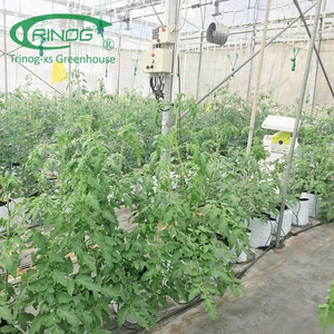 Trinog Greenhouse high tech cheery tomato cucumber  Dutch bucket coco coire  hydrdoponics system for farm