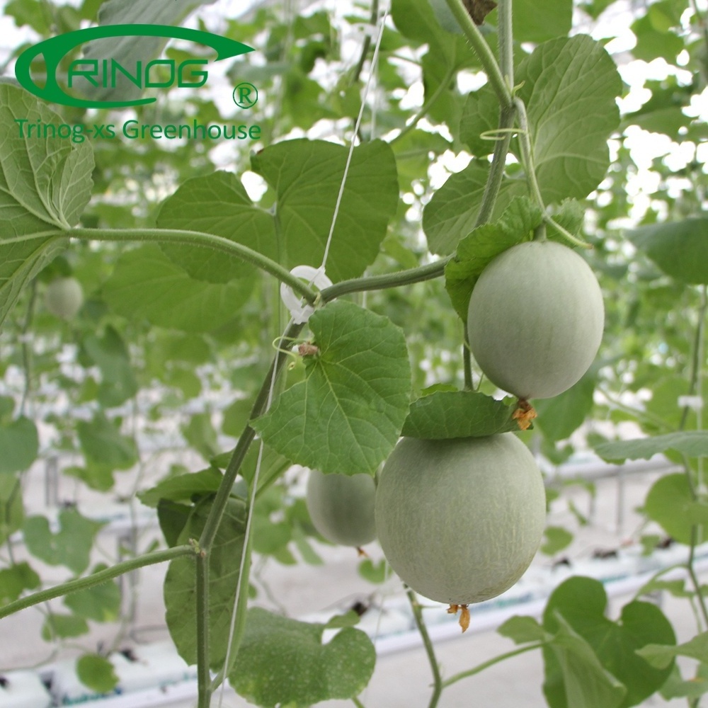 Trinog Greenhouse high tech trellis system Cantaloupe grow bag hydroponics system in plastic greenhouse