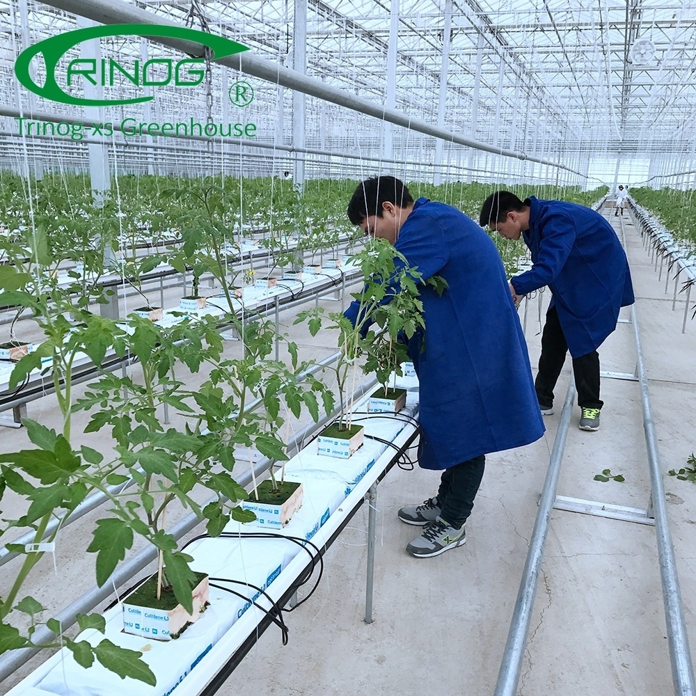 Trinog Greenhouse 4mm tempered glass portable greenhouse used for sale