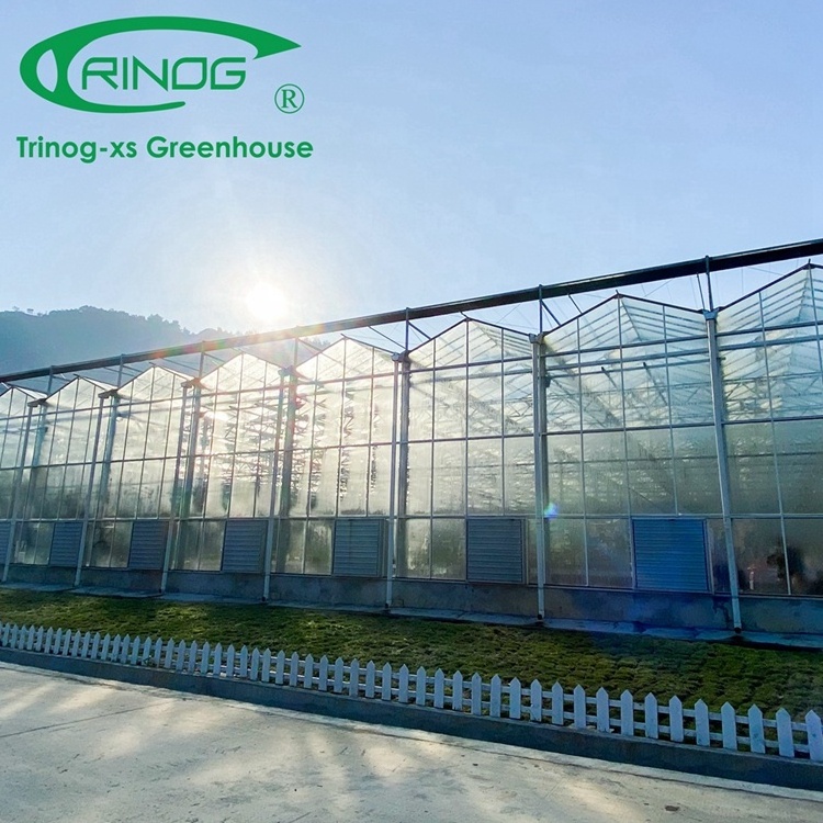 Trinog Greenhouse Dutch Venlo aluminium gutter roof glass greenhouse price with steel pipe