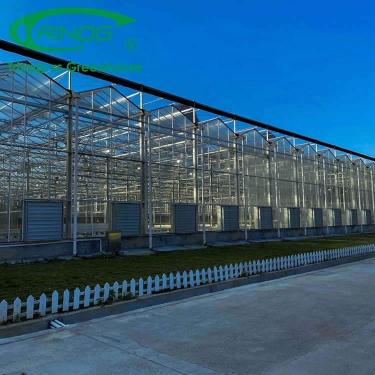 Trinog Greenhouse Dutch Venlo aluminium gutter roof glass greenhouse price with steel pipe