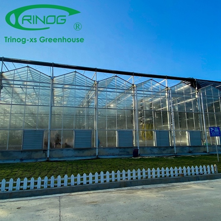 Trinog Greenhouse Dutch Venlo aluminium gutter roof glass greenhouse price with steel pipe