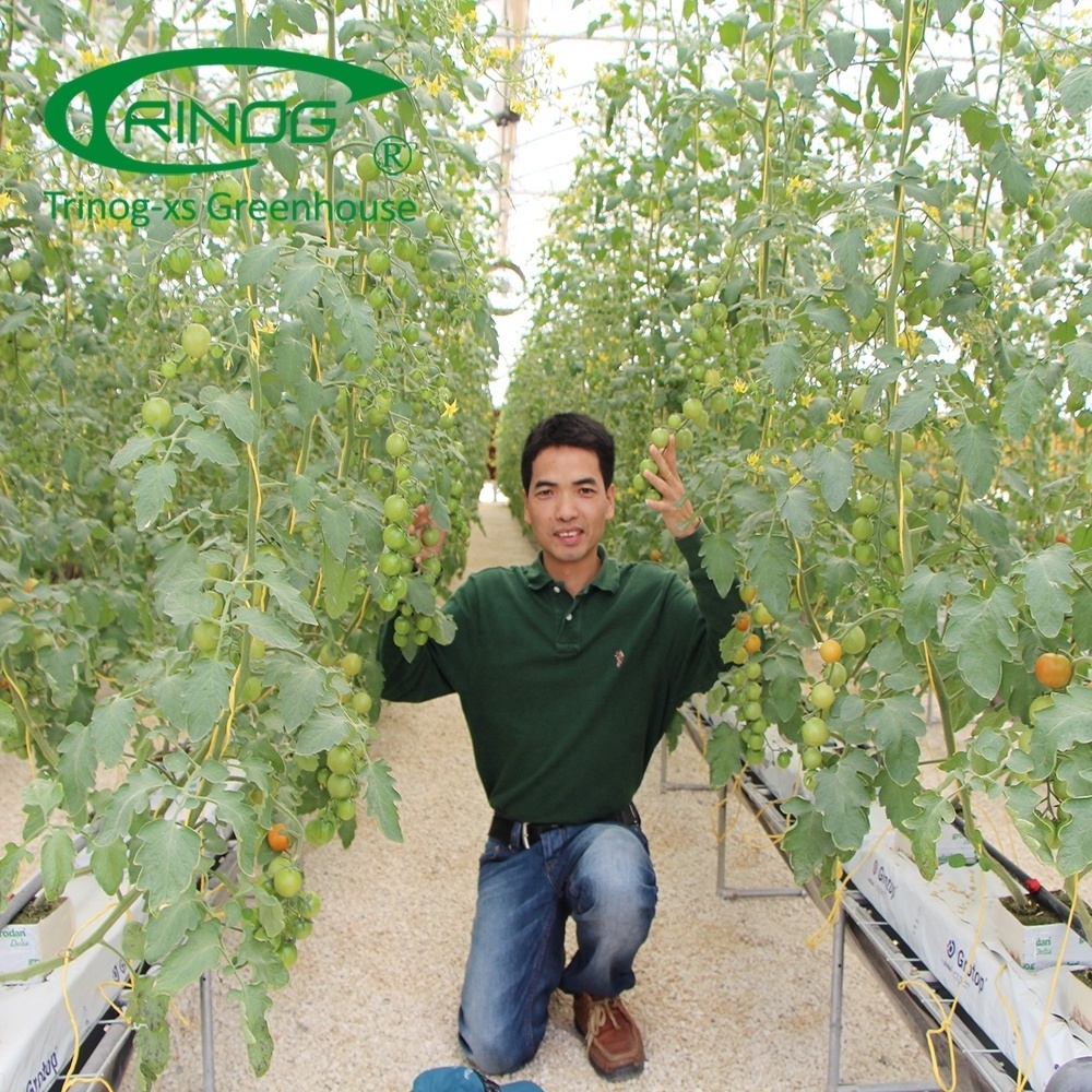 Trinog Greenhouse high tech cheery tomato cucumber  Dutch bucket coco coire  hydrdoponics system for farm