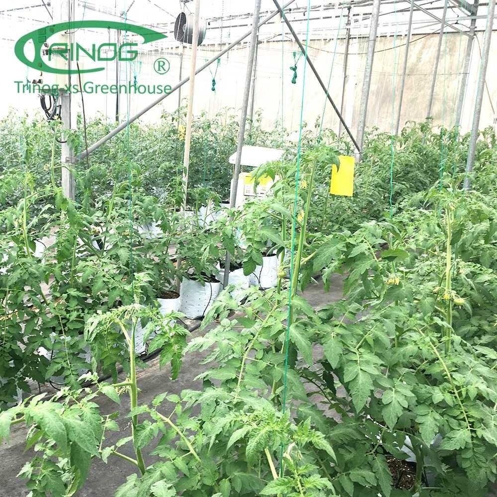 Trinog Greenhouse high tech cheery tomato cucumber  Dutch bucket coco coire  hydrdoponics system for farm