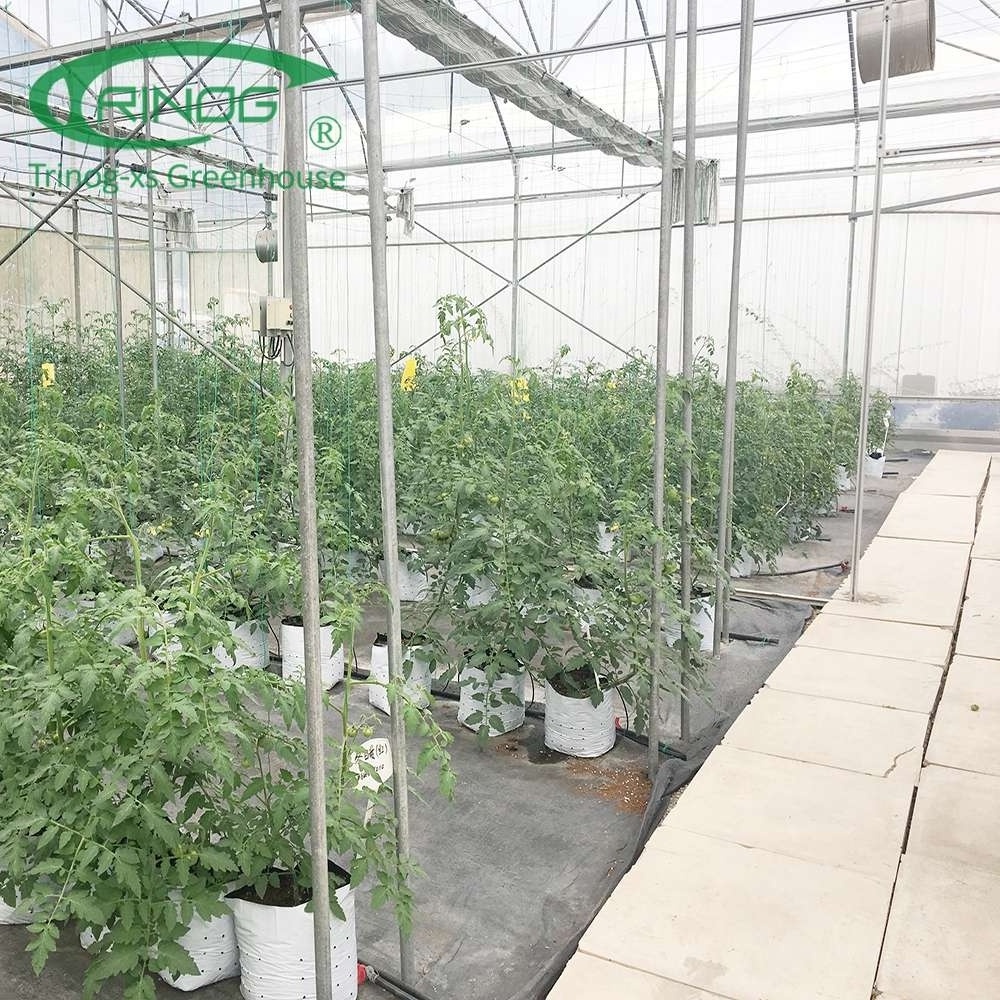 Trinog Greenhouse high tech cheery tomato cucumber  Dutch bucket coco coire  hydrdoponics system for farm