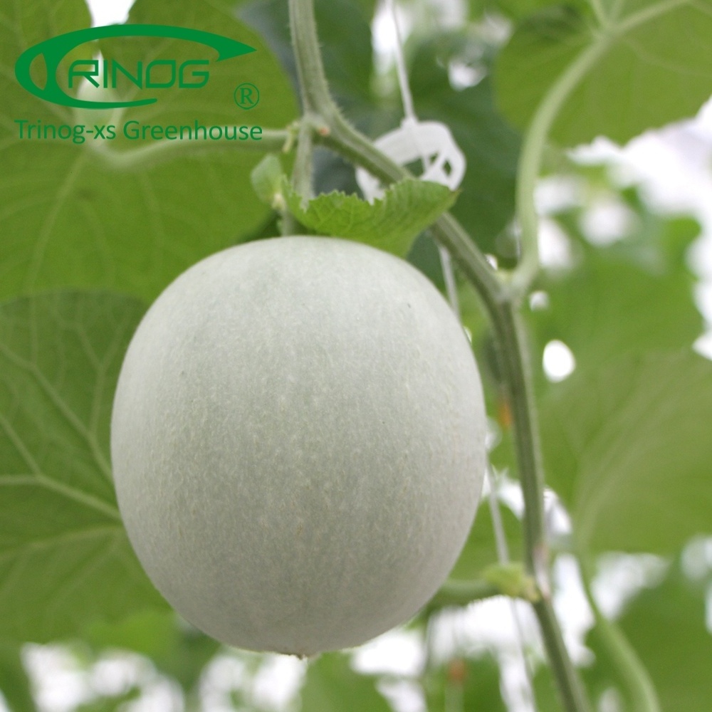 Trinog Greenhouse high tech trellis system Cantaloupe grow bag hydroponics system in plastic greenhouse