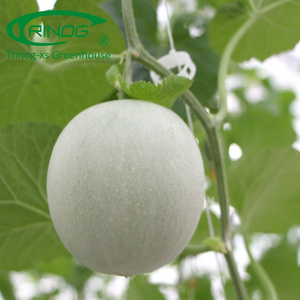 Trinog Greenhouse high tech trellis system Cantaloupe grow bag hydroponics system in plastic greenhouse