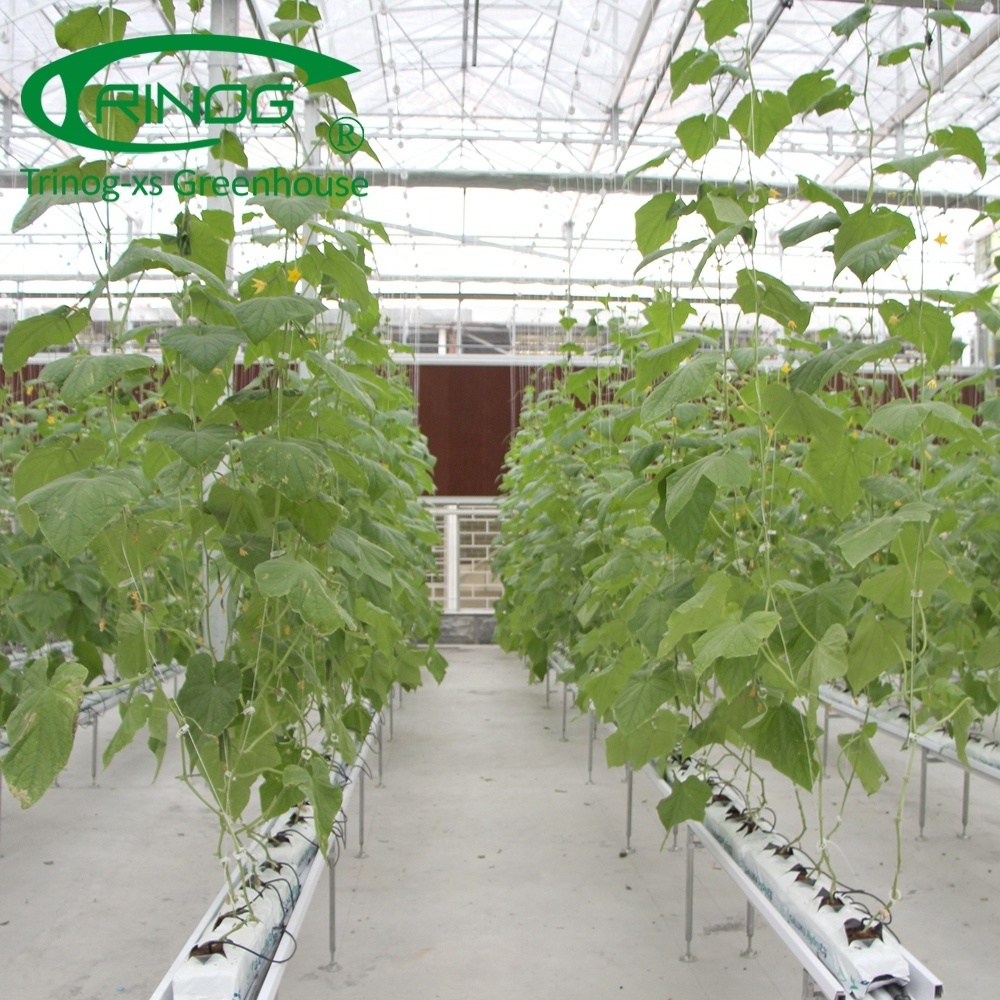 Trinog Greenhouse high tech trellis system Cantaloupe grow bag hydroponics system in plastic greenhouse