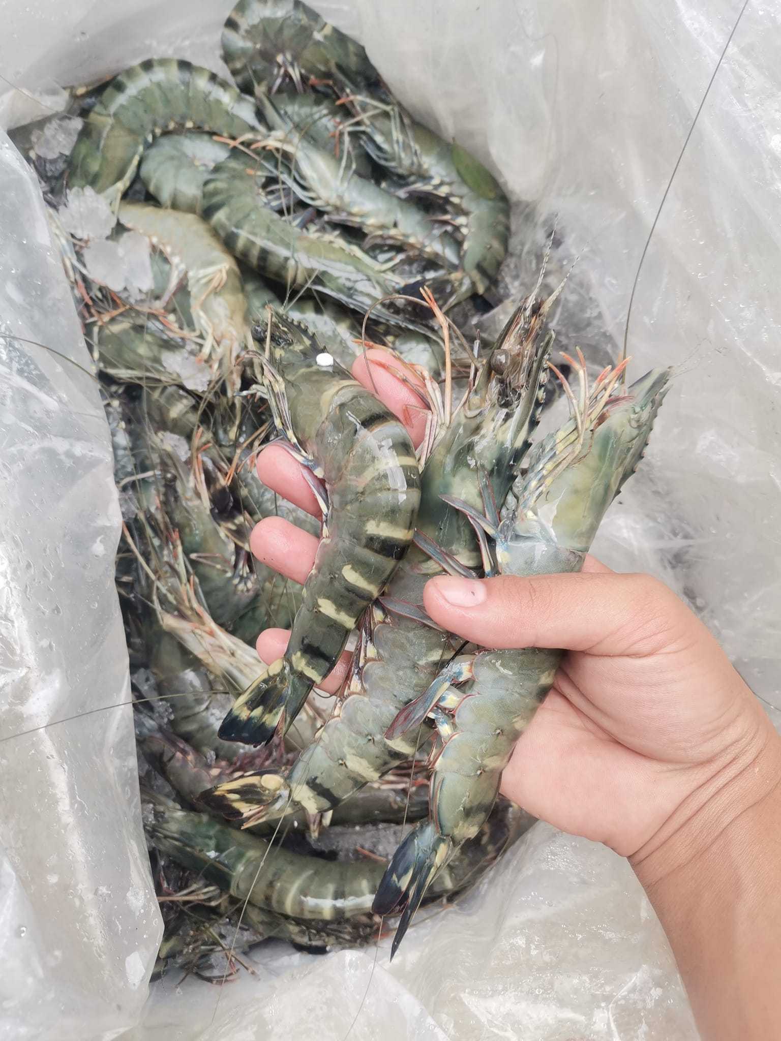 Frozen Lobster / Frozen Lobster Tail / Fresh Live high quality seafood frozen  shrimp from bangladeshi supplier