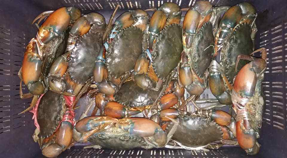 HOT SALE !!! LIVE MUD CRAB Top Quality Mud Crab Live Competitive Price From Bangladesh at wholesale price