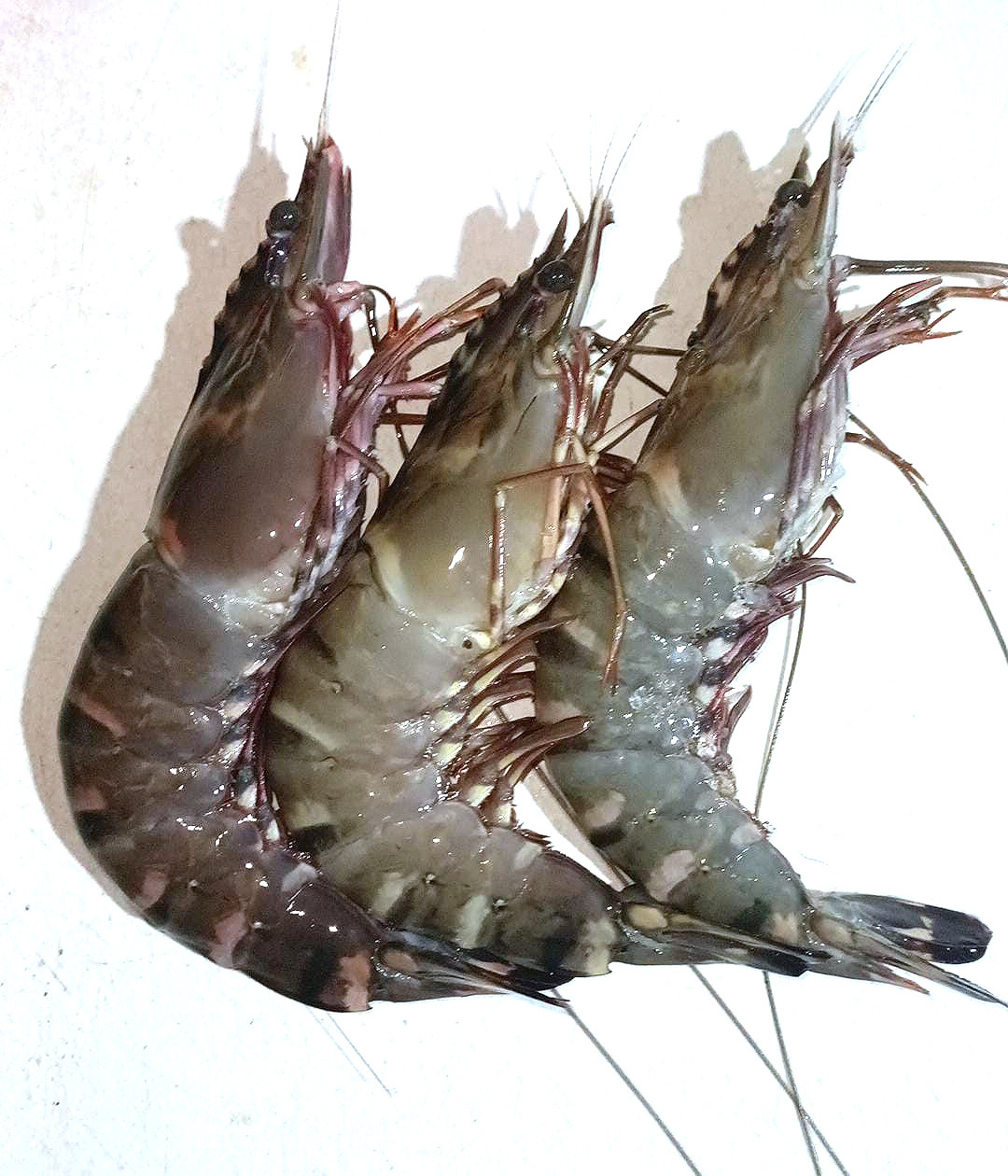 White Shrimp Wholesale Sale Seafood Frozen Black tiger shrimp With Cheap Price Quality Black tiger Prawns For Export