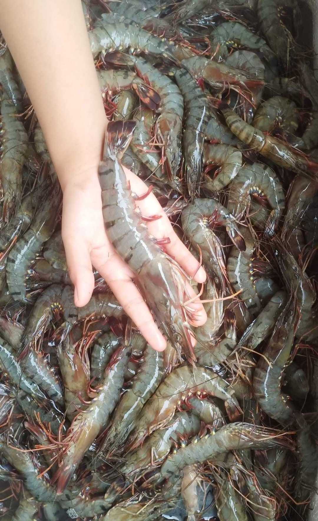 Frozen Lobster / Frozen Lobster Tail / Fresh Live high quality seafood frozen  shrimp from bangladeshi supplier