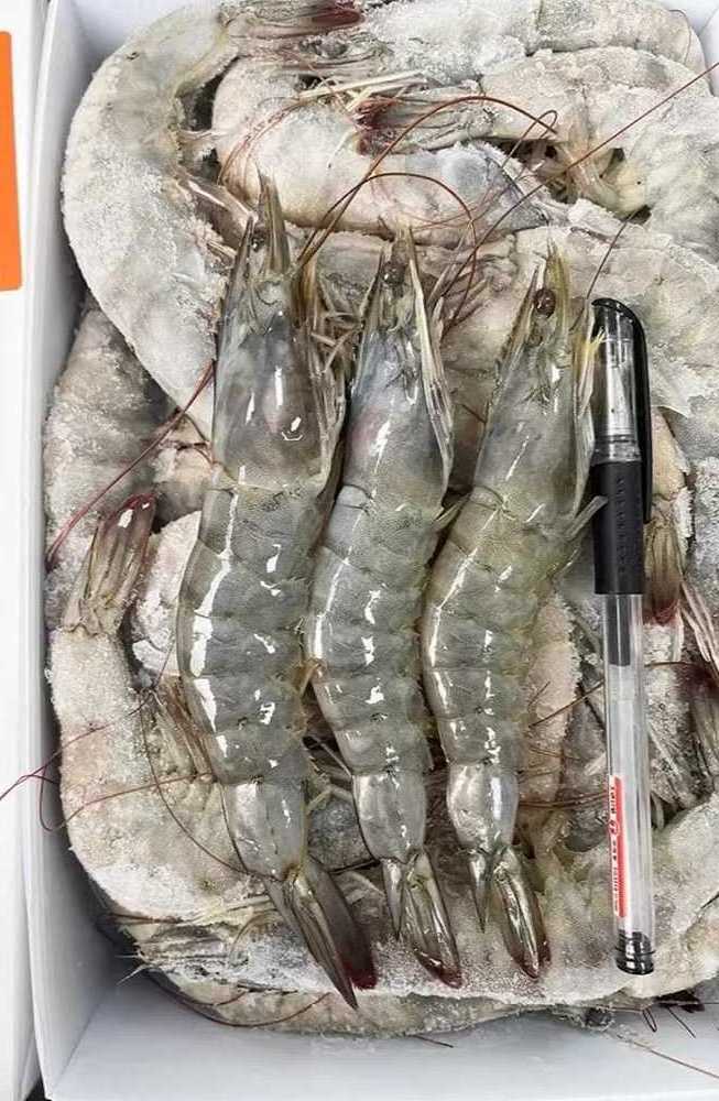 Frozen Lobster / Frozen Lobster Tail / Fresh Live high quality seafood frozen  shrimp from bangladeshi supplier