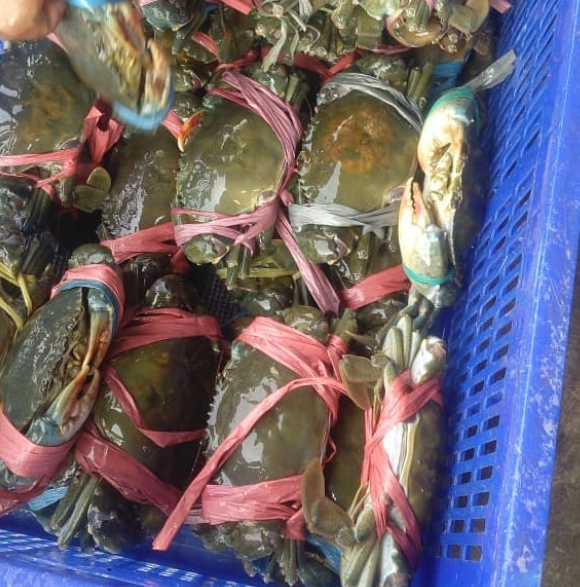 HOT SALE !!! LIVE MUD CRAB Top Quality Mud Crab Live Competitive Price From Bangladesh at wholesale price