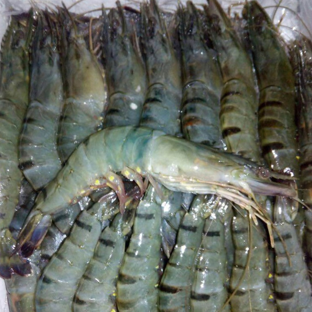 2022 Fresh Seafood Black Giant Tiger Prawn Shrimp For Sale frozen  shrimp from bangladeshi