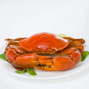 Premium Quality Fresh Mud Crab Wholesale low price high Quality We sell at relatively low market prices all over the world