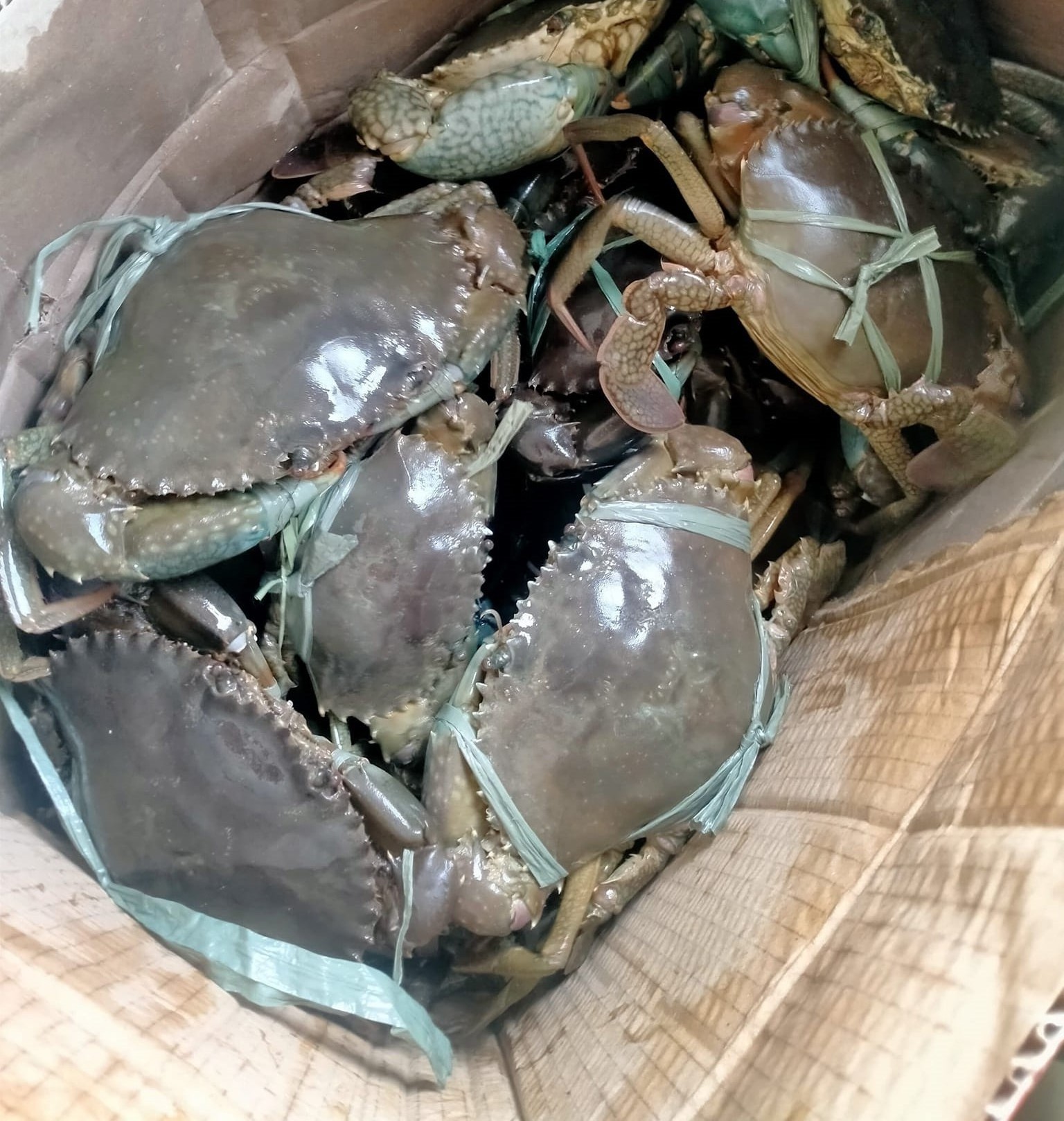 Premium Quality Fresh Mud Crab Wholesale low price high Quality We sell at relatively low market prices all over the world