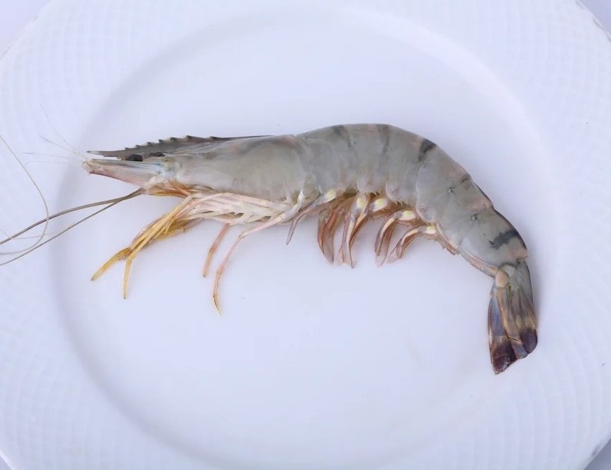 White Shrimp Wholesale Sale Seafood Frozen Black tiger shrimp With Cheap Price Quality Black tiger Prawns For Export