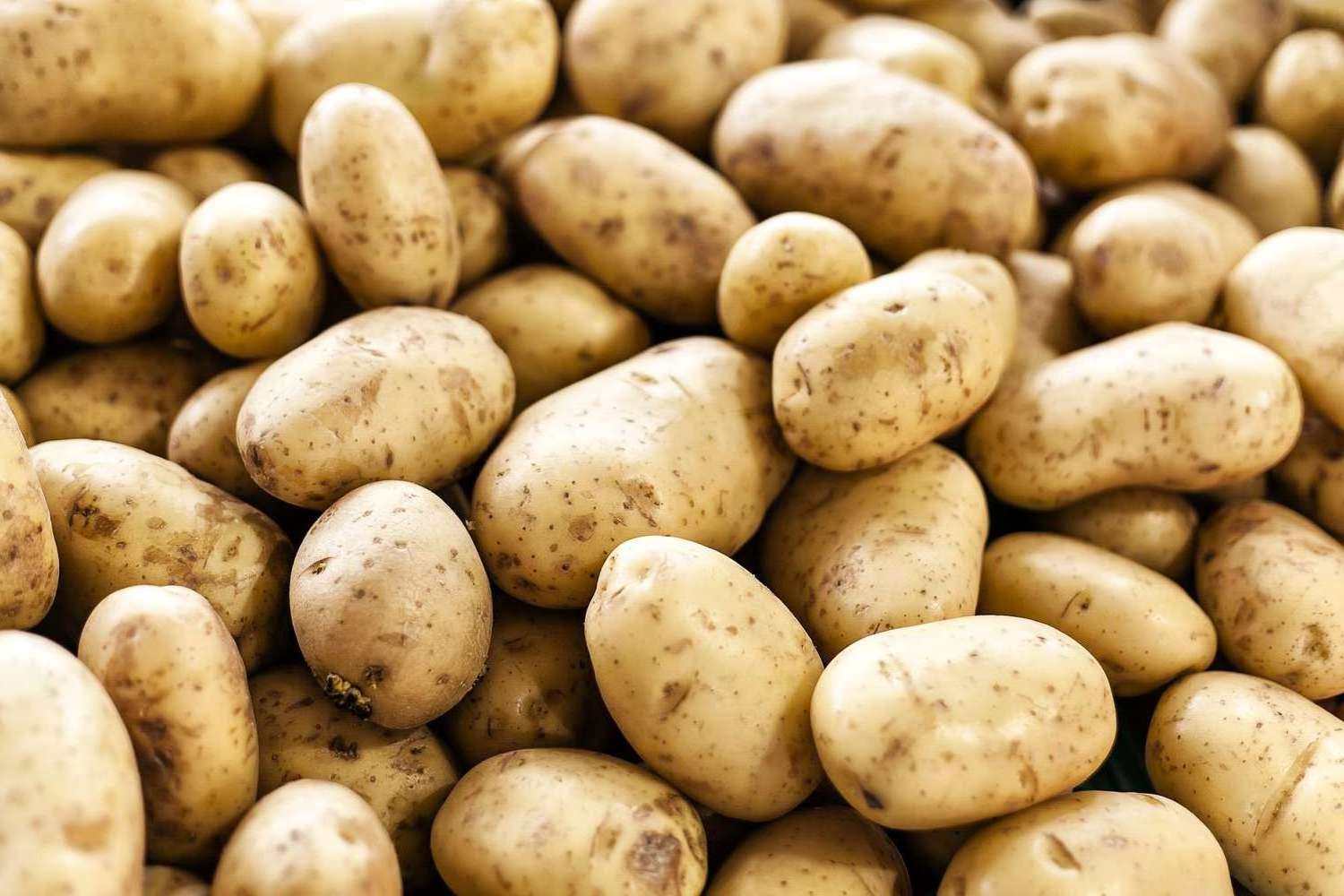 OEM High Quality Export Oriented Fresh Potatoes Fresh Poato Fresh Potaoto Year fresh potato export