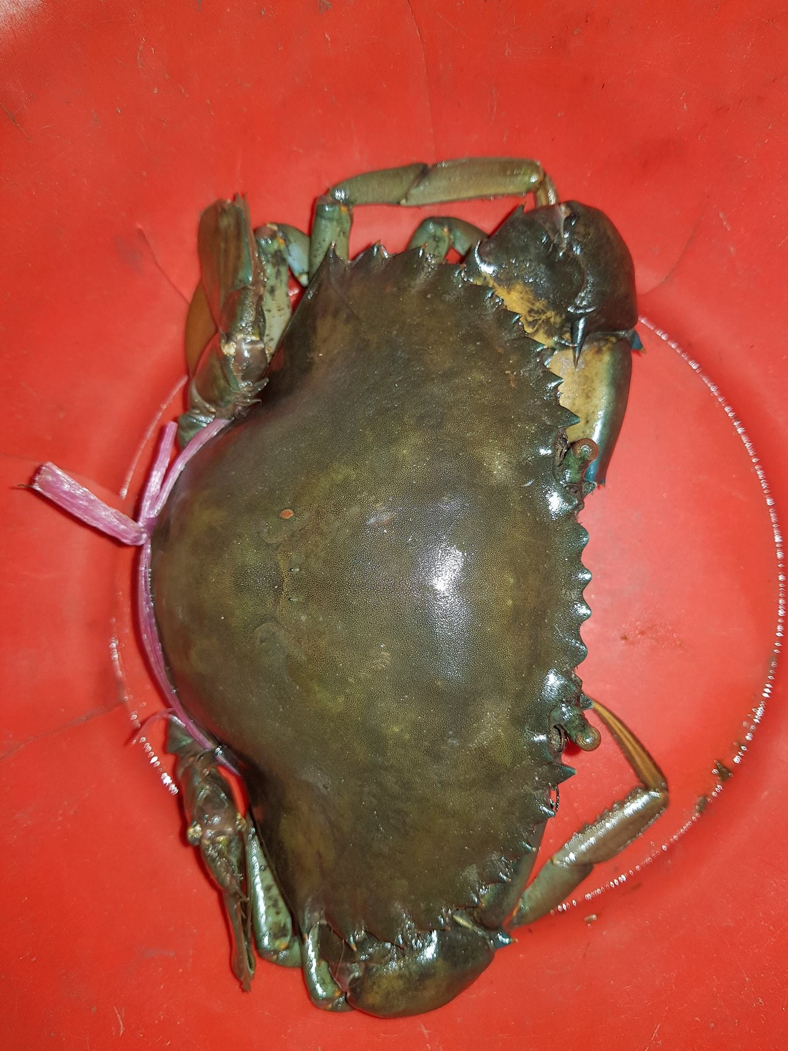 Premium Quality Fresh Mud Crab Wholesale low price high Quality We sell at relatively low market prices all over the world