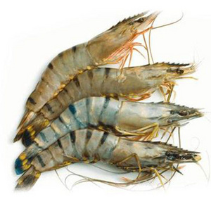 White Shrimp Wholesale Sale Seafood Frozen Black tiger shrimp With Cheap Price Quality Black tiger Prawns For Export