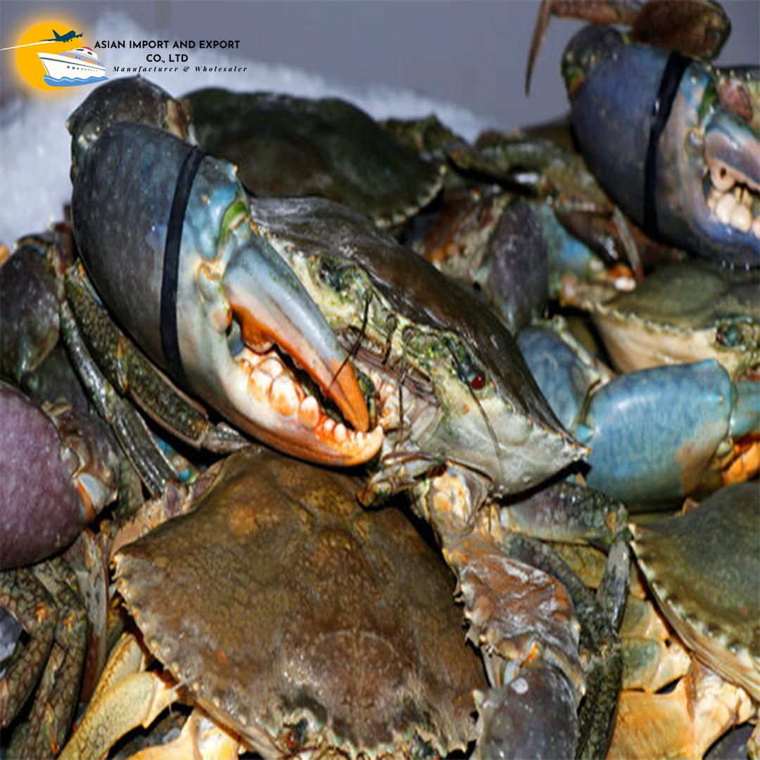 Premium Quality Fresh Mud Crab Wholesale low price high Quality We sell at relatively low market prices all over the world