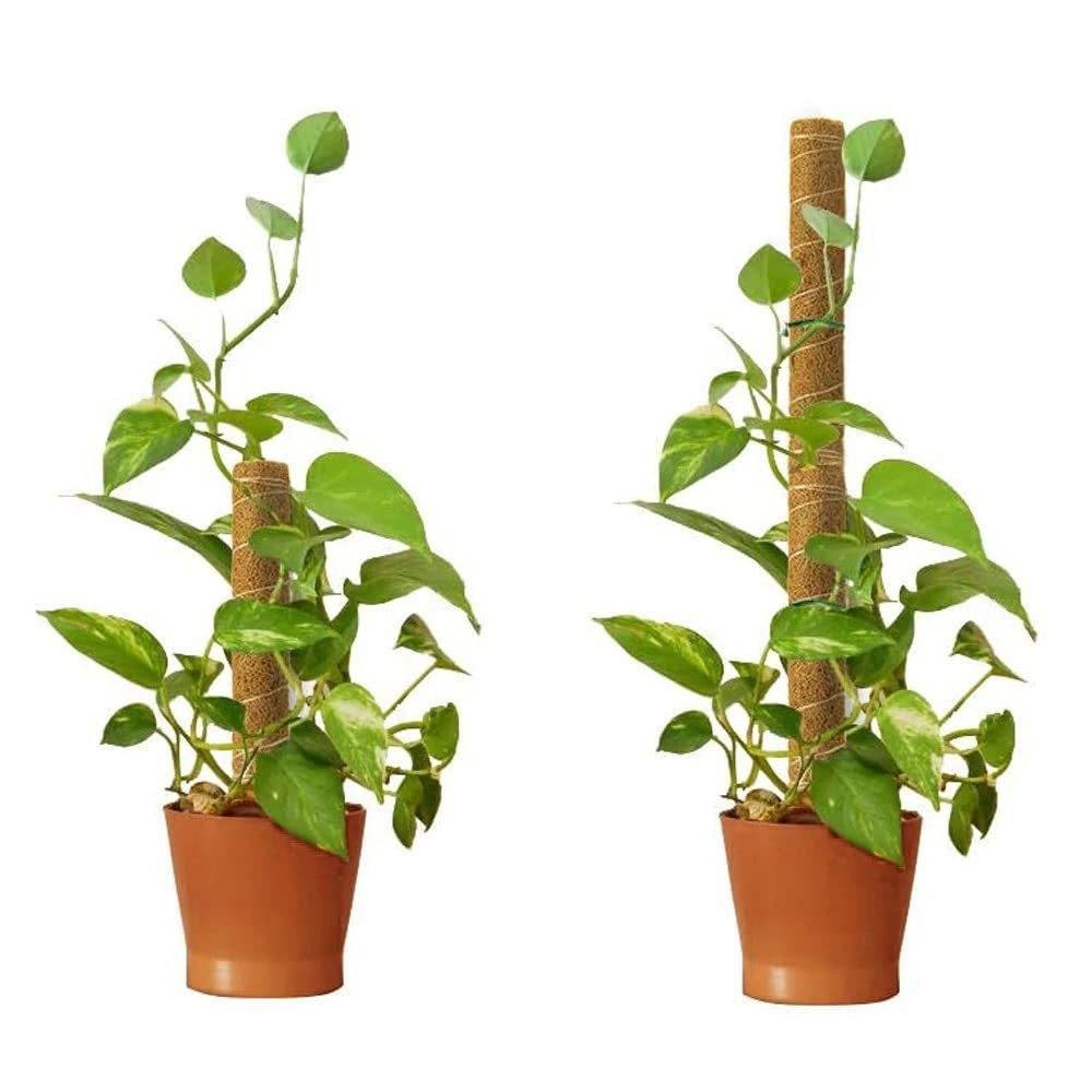 Ecofriendly Plant Climbing 4 Feet Coir Poles for Indoor Natural Plant Growth Purposes at Best Prices from US