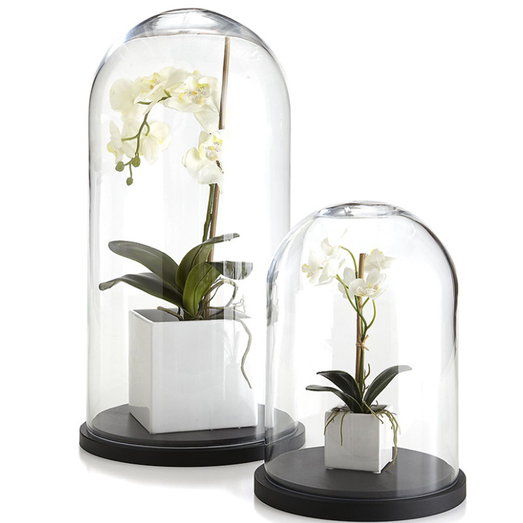 Decorative Glass Cloche Bell Jar Display Dome with Black Wooden Base