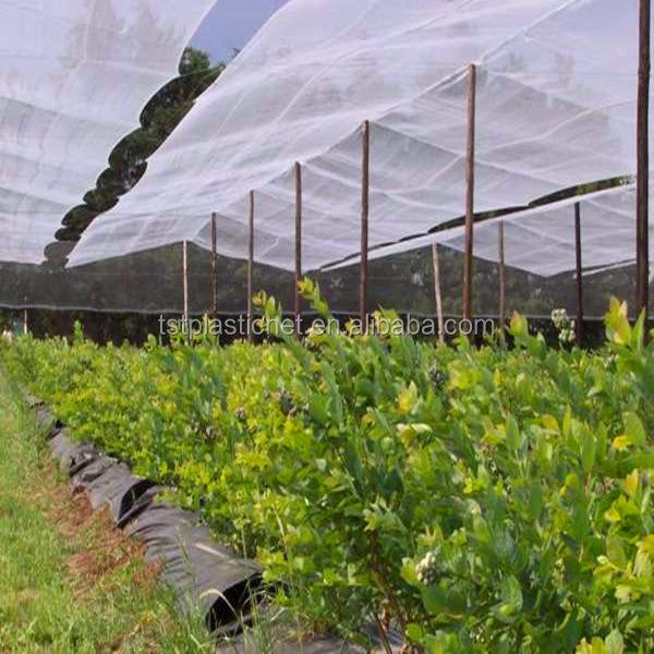 Anti Hail Protective Nets For Fruit Tree, White 50gsm Hail Net, Recycle Hdpe Netting