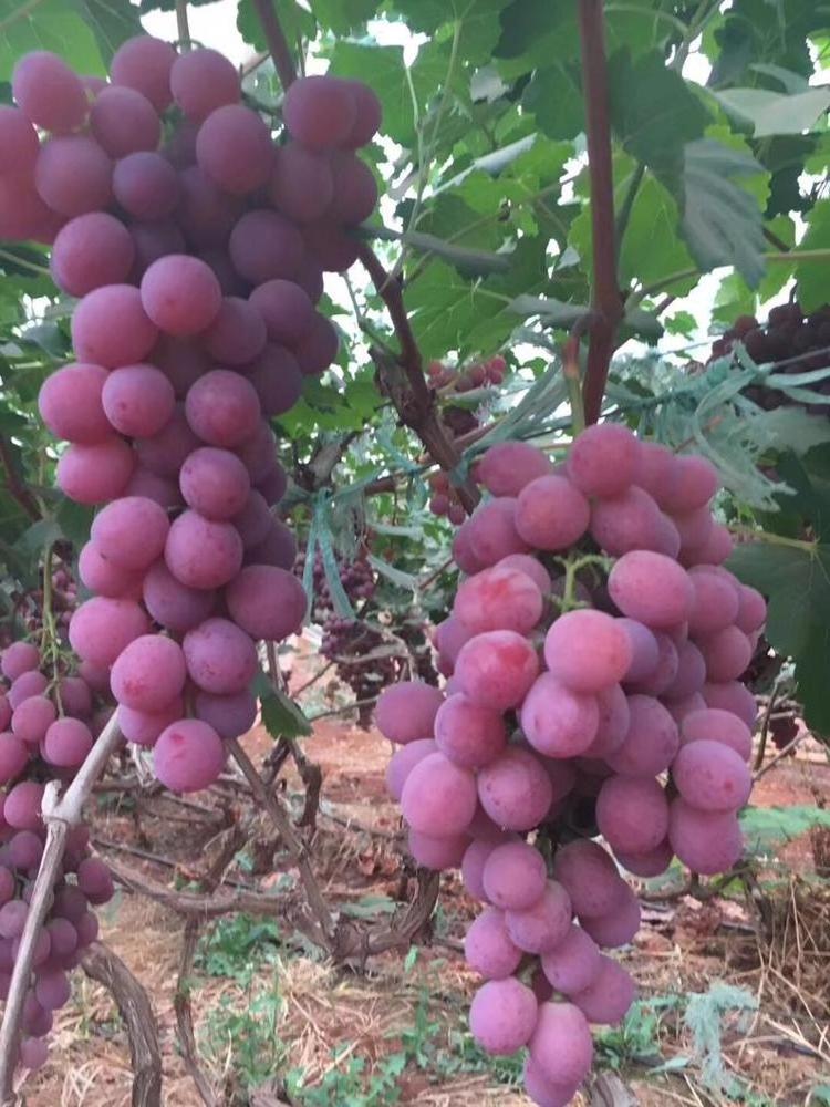 chinese yunnan red grape red globe grape