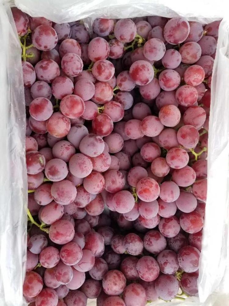 Chinese Yunnan fresh grape sweet grapes fresh grape fruit