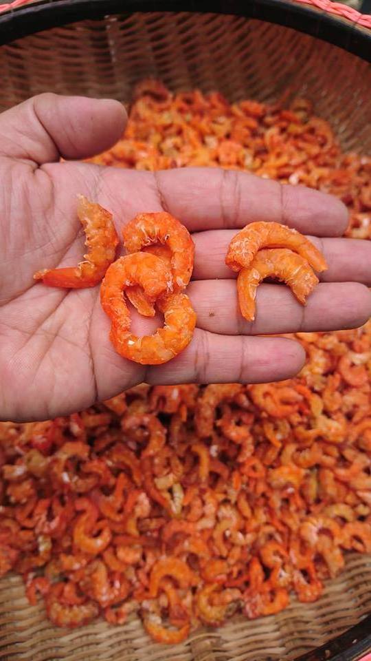 100% Fresh squid calamari Ingredients From Vietnam Factory squids dried  frozen seafood