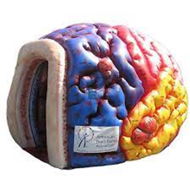 Giant inflatable brain model for Exhibit event