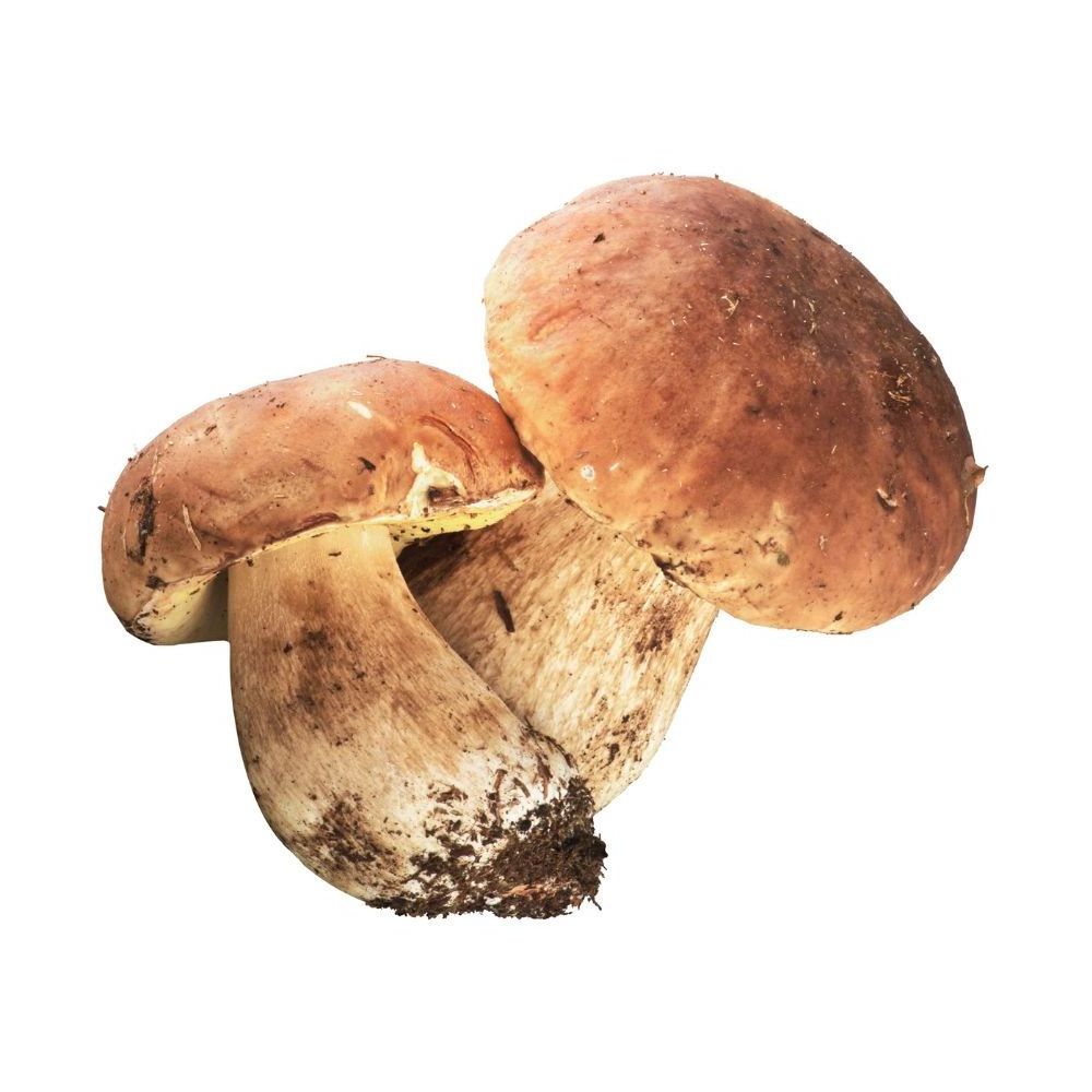 Turkish Wild Porcini Boletus Mushroom Turkish Wild Boletus Mushroom Porcini High Quality Delicious Turkish Origin Wild Mushrooms