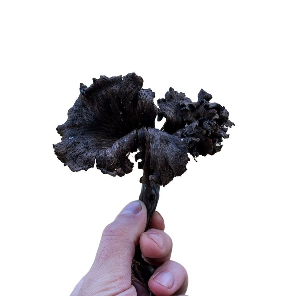 Turkish Wild Black Trumpet Black Chanterelles Turkish Wild Trumpet Mushroom Turkish Edible Gourmet Wild Mushroom High Quality