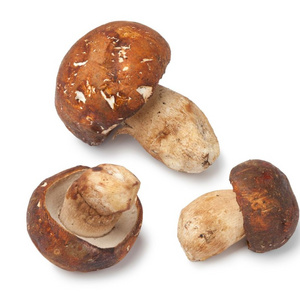 Turkish Wild Porcini Boletus Mushroom Turkish Wild Boletus Mushroom Porcini High Quality Delicious Turkish Origin Wild Mushrooms