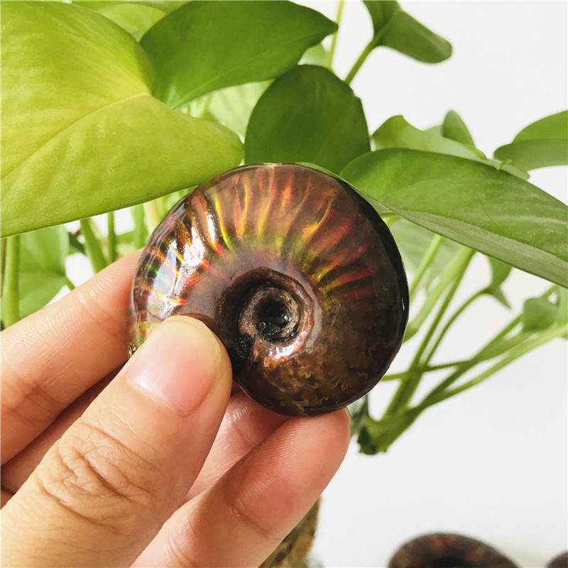 Natural Snail Shells Conch Specimen Fossil Ammolite Gem Spiral Shell Rough Stone For Decoration