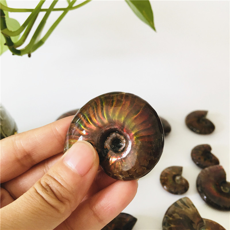 Natural Snail Shells Conch Specimen Fossil Ammolite Gem Spiral Shell Rough Stone For Decoration