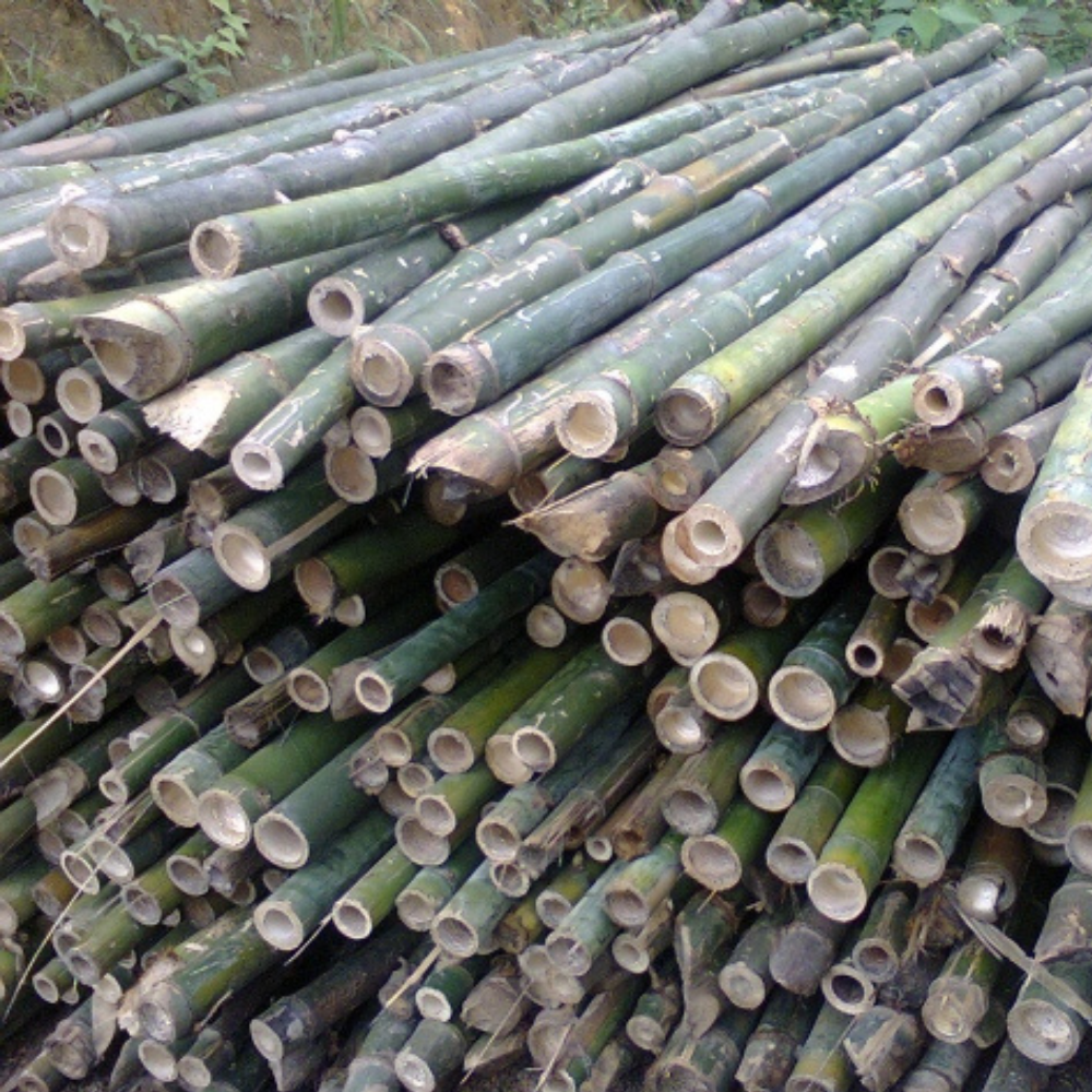 Tam Vong Bamboo Poles Solid Thick Wholesale Natural Bamboo Stakes Treated for Building Construction Cheap Price in Vietnam