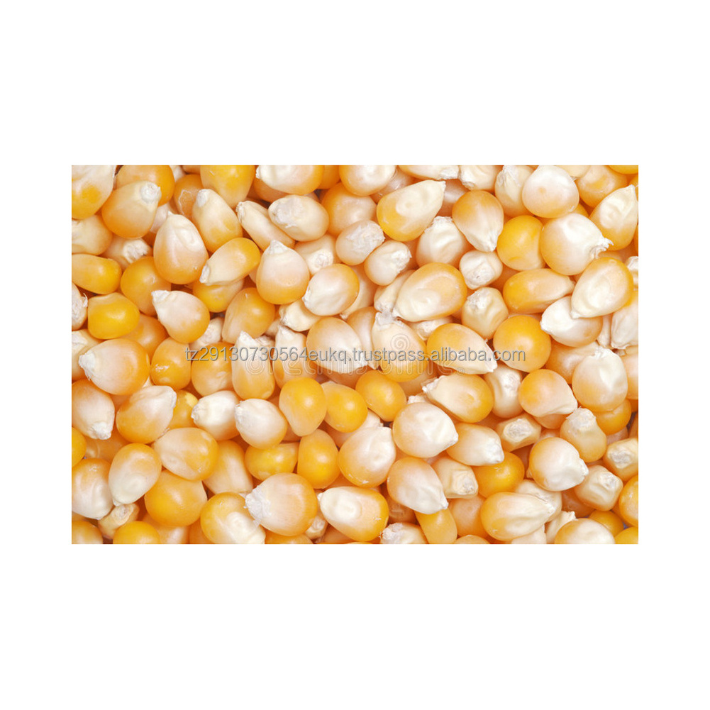 IQF Frozen Steamed Sweetcorn Seeds Kernels IQF Frozen Sweet IQF Yellow Sweet Maize