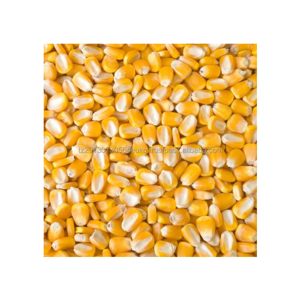 IQF Sweet Sweetcorn Seeds Frozen Sweet Sweetcorn Seeds Kernel Separator