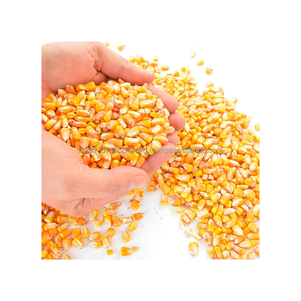 IQF Frozen Steamed Sweetcorn Seeds Kernels IQF Frozen Sweet IQF Yellow Sweet Maize