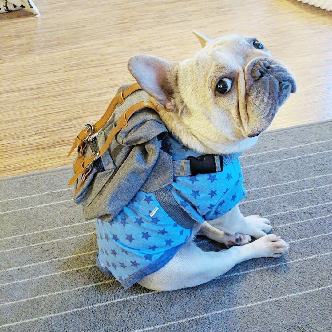 Multi-functional backpack for dogs poop bag holder bag