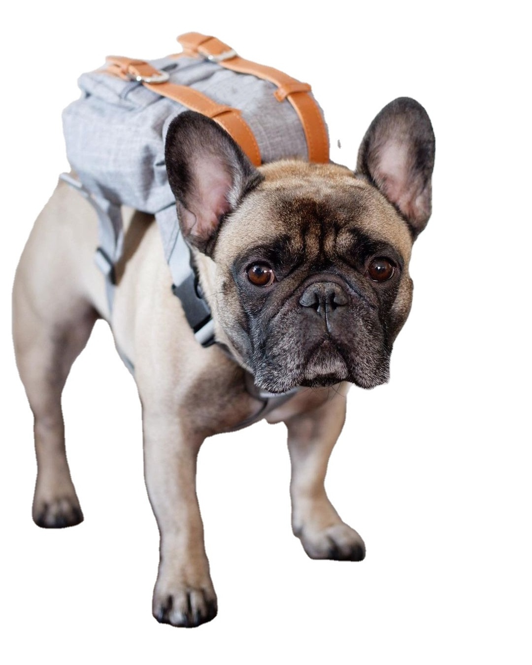 Multi-functional backpack for dogs poop bag holder bag