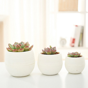 Round plastic cactus seeds start a succulent flower pot with drainage holes white flowerpot