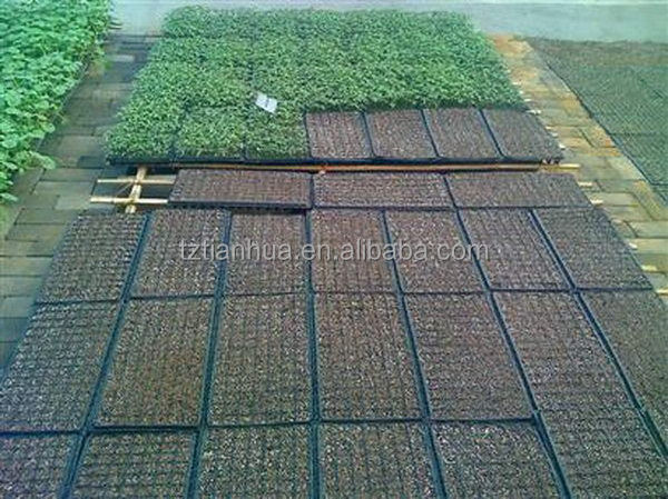 New Wholesale hotsell tomato seedling tray