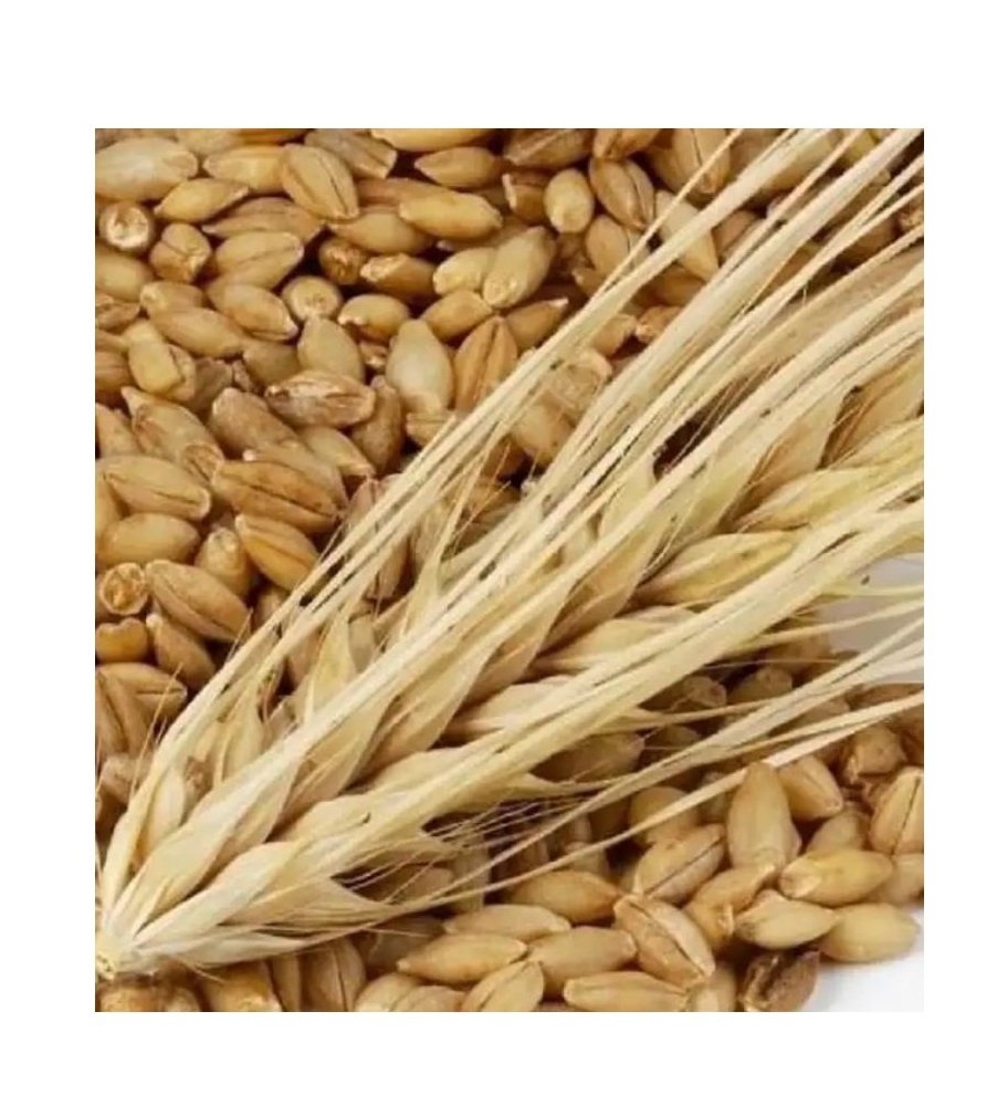 Best Selling Barley Grains Premium Barley Seeds/Animal feed barley/bulk barley grains Malted Barley Malt grain for sale