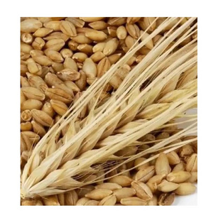 Best Selling Barley Grains Premium Barley Seeds/Animal feed barley/bulk barley grains Malted Barley Malt grain for sale