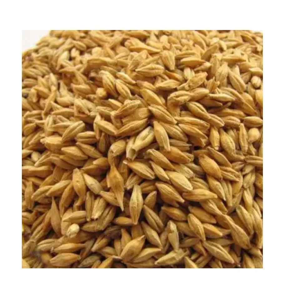 Best Selling Barley Grains Premium Barley Seeds/Animal feed barley/bulk barley grains Malted Barley Malt grain for sale